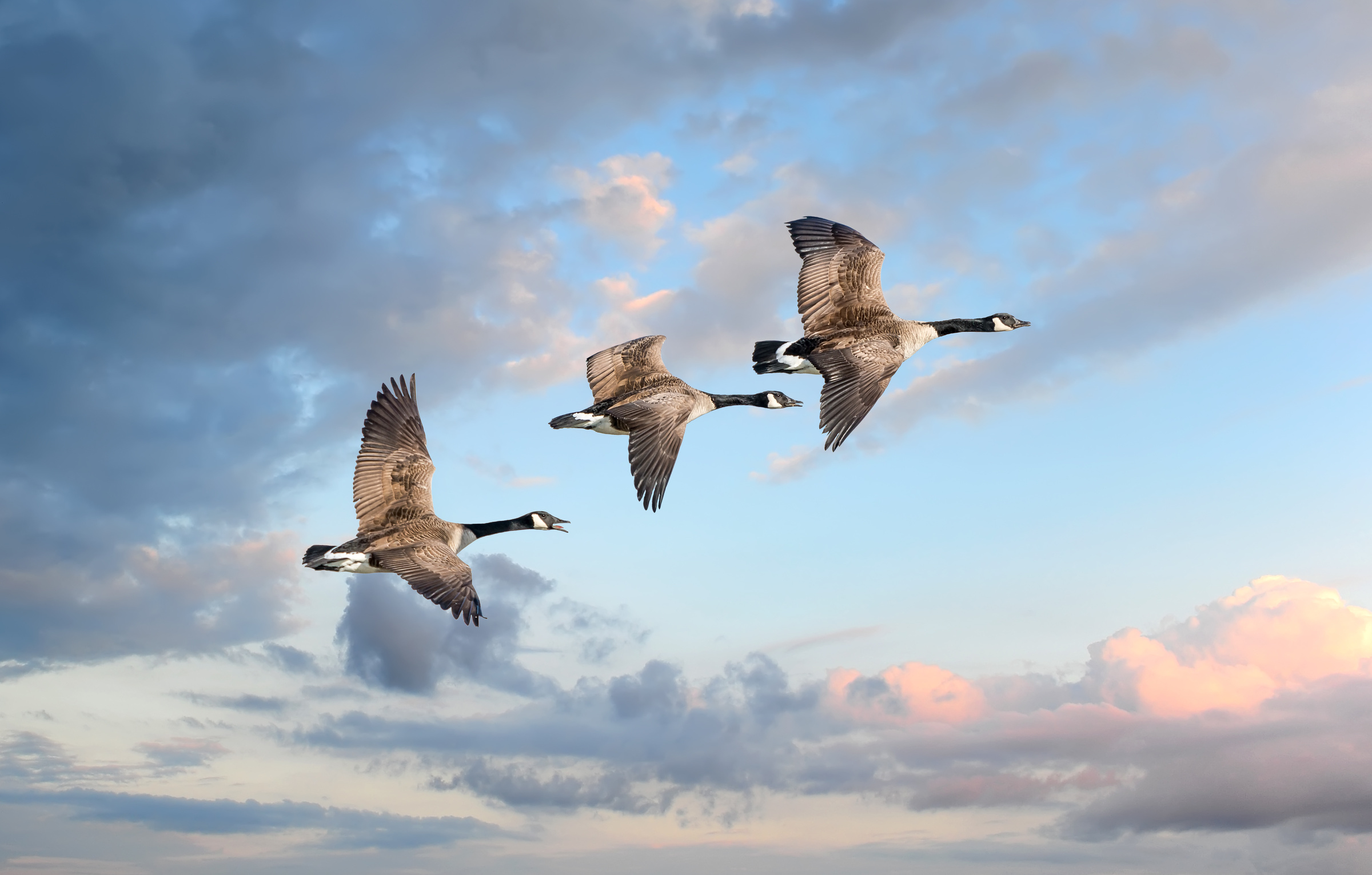 Canada geese flying in the clouds